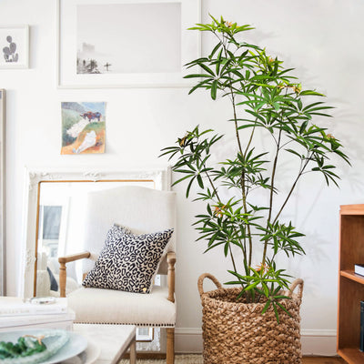 Faux Australian Umbrella Tree 180cm H